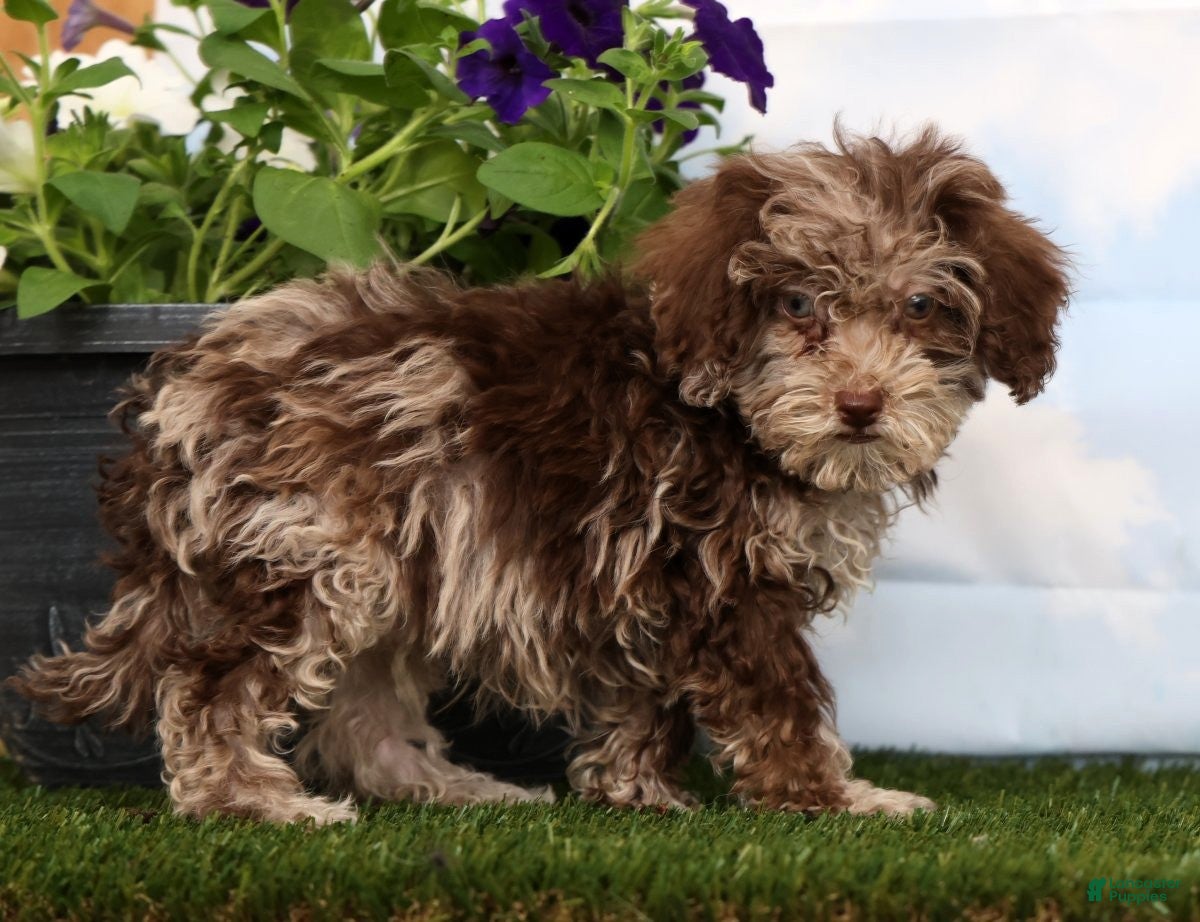 Cavapoo dogs Dino - Ad 2