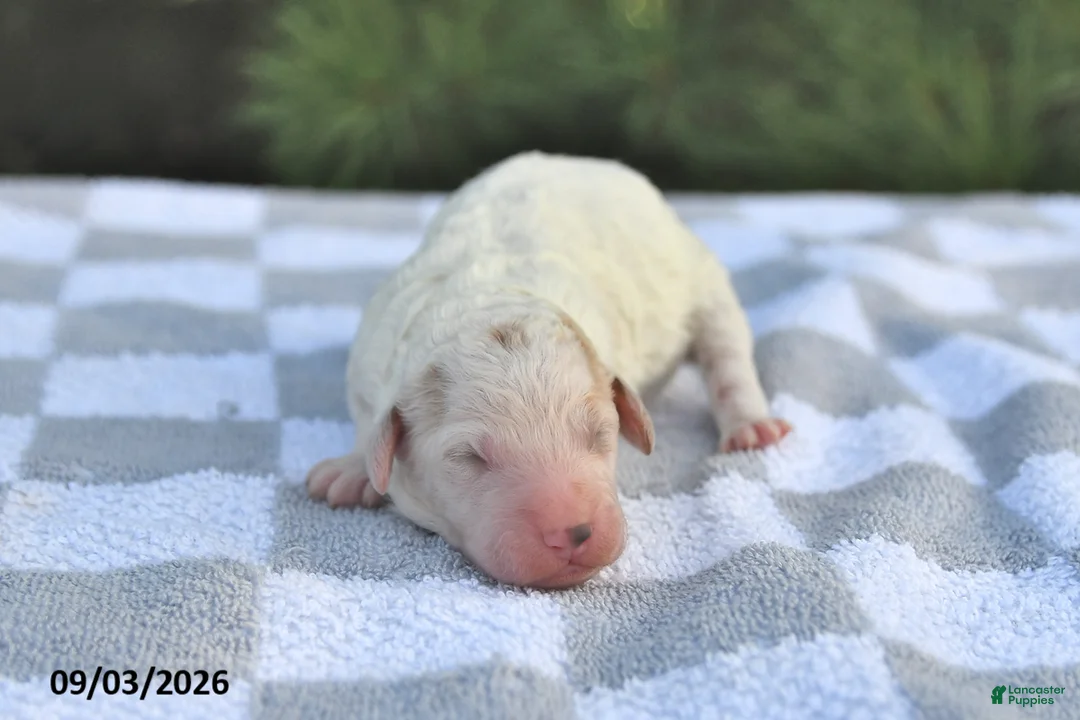 Mini Goldendoodle dogs for sale: Buster - Ad 2