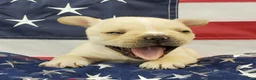 French Bulldog dogs for sale: Keoki - Ad 11