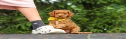 Cavapoo dogs for sale: Jagger - Ad 16