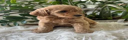 Mini Goldendoodle dogs for sale: Alyssa - Ad 2