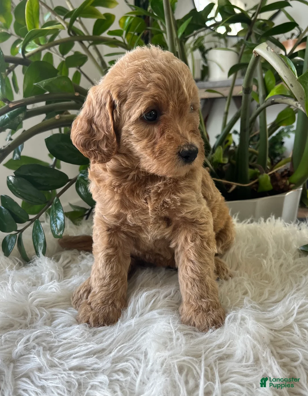Mini Goldendoodle dogs for sale: Alyssa - Ad 2