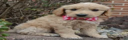 Mini Goldendoodle dogs for sale: Mini Gracie - Ad 17