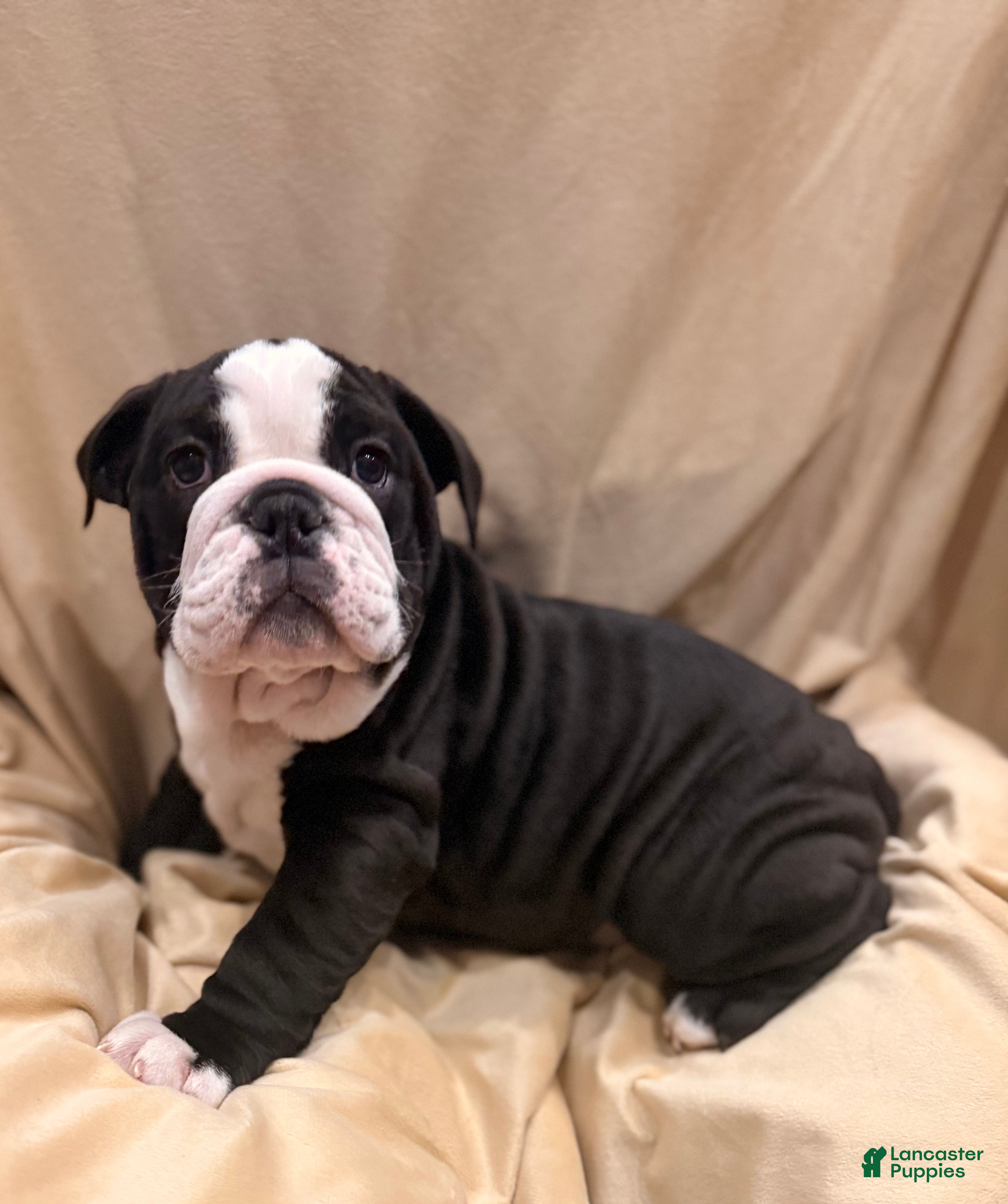 English Bulldog dogs Cindy Lou  - Ad 1
