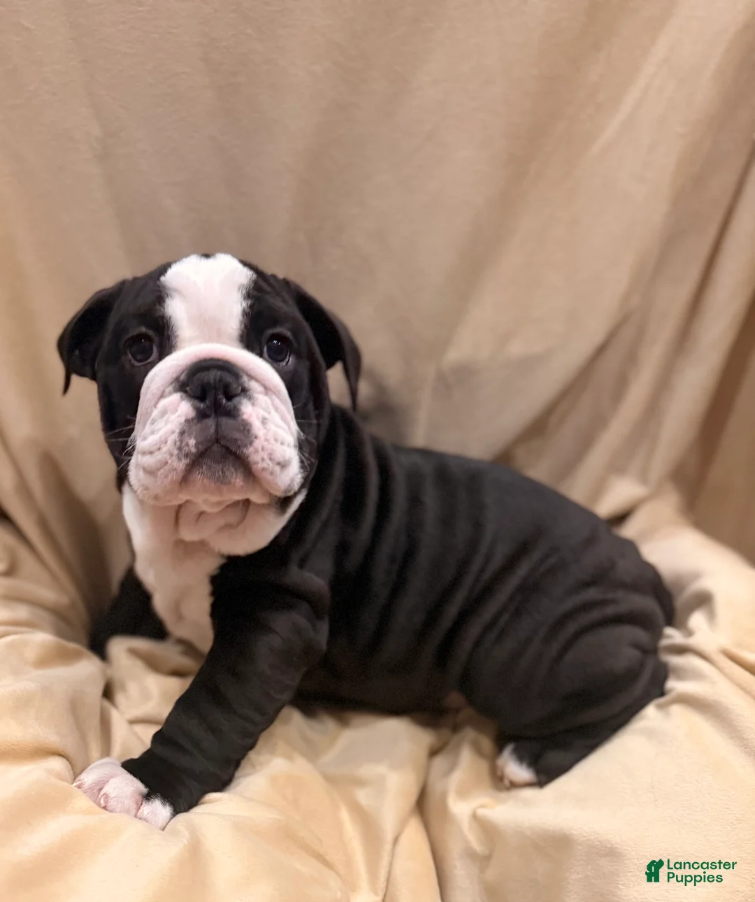 English Bulldog dogs for sale: Cindy Lou  - Ad 1