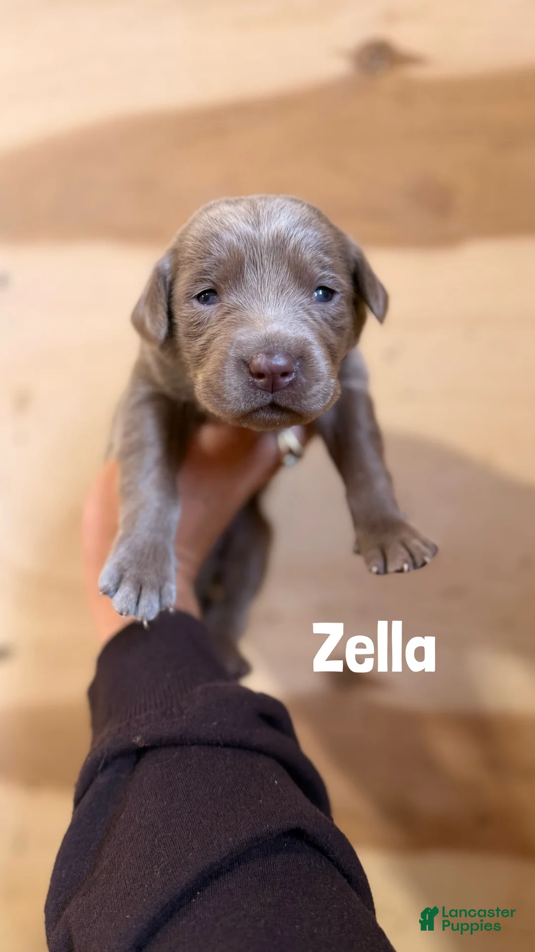 Labrador Retriever dogs for sale: Zella - Ad 1