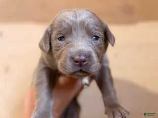 Labrador Retriever dogs Zella - Ad 41