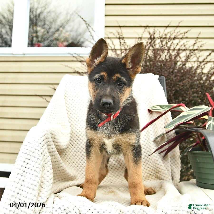 German Shepherd dogs Harriet  - Ad 2
