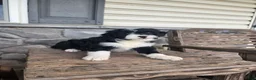 Mini Aussiedoodle dogs for sale: Patrick  - Ad 2