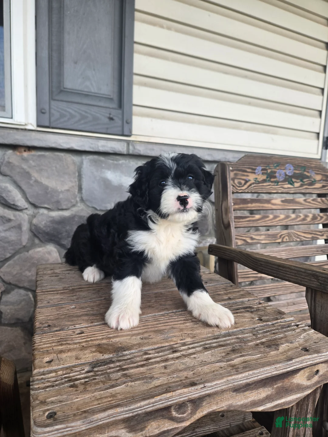 Mini Aussiedoodle dogs for sale: Patrick  - Ad 2