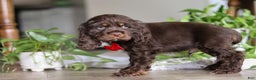 Cocker Spaniel dogs for sale: Luca - Ad 8