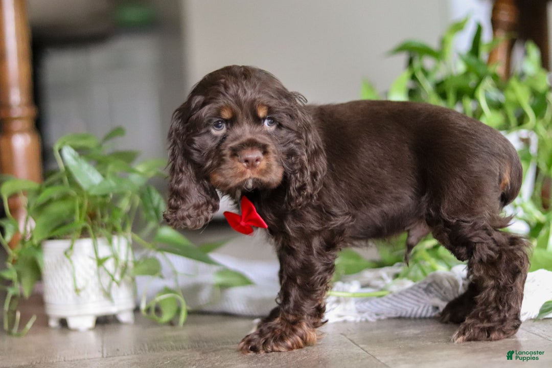 Cocker Spaniel dogs for sale: Luca - Ad 8