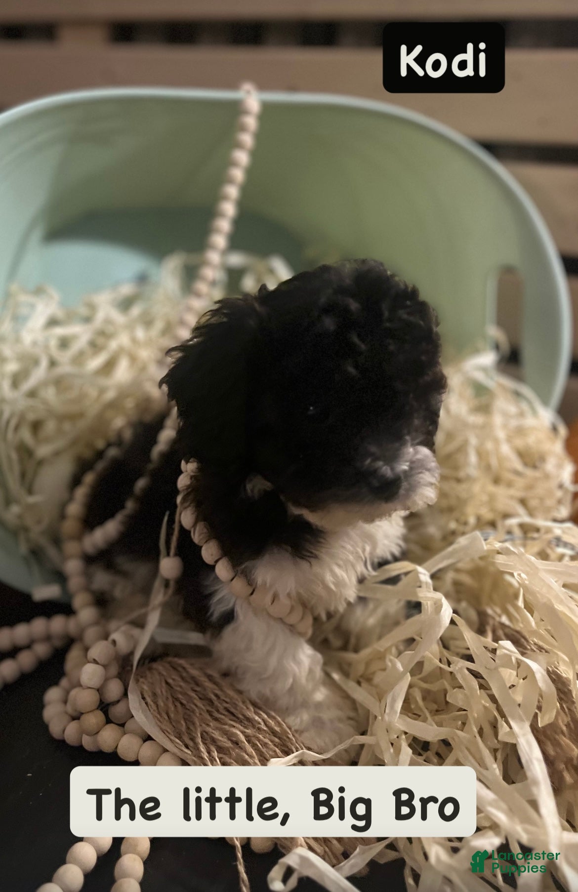 Mixed Breed dogs Shichon Poo Puppy 1 (Kodi) - Ad 35