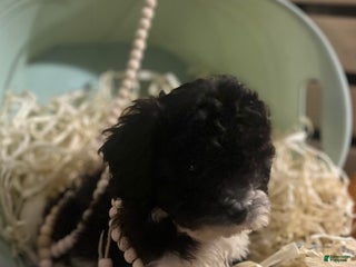 Mixed Breed dogs Shichon Poo Puppy 1 (Kodi) - Ad 35