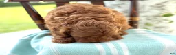 Miniature Poodle dogs for sale: Tangerine - Ad 4