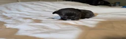 Chihuahua dogs for sale: Jillian - Ad 7