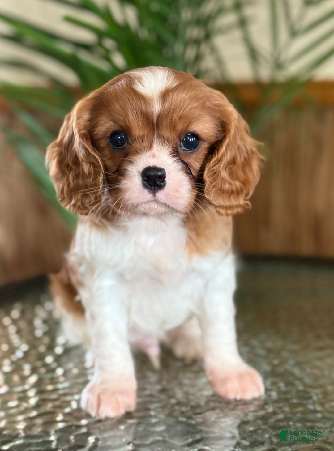 Cavalier King Charles Spaniel dogs for sale: Buttercup - Ad 1