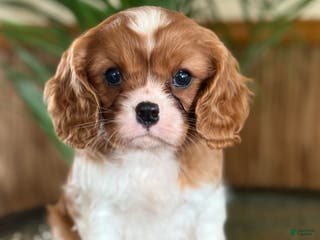 Cavalier King Charles Spaniel dogs Buttercup - Ad 24