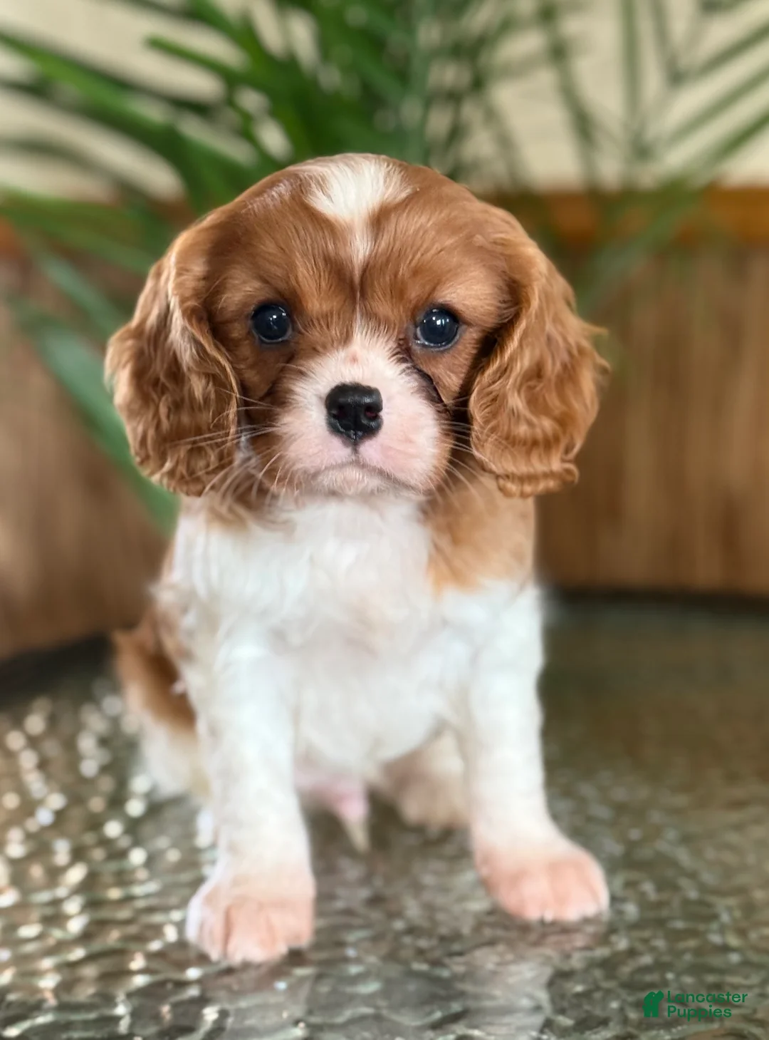 Cavalier King Charles Spaniel dogs for sale: Buttercup - Ad 1