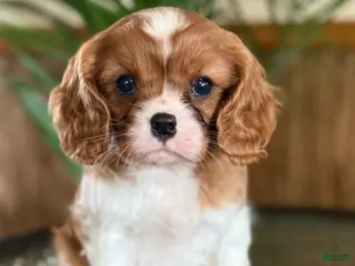 Cavalier King Charles Spaniel dogs Buttercup - Ad 21