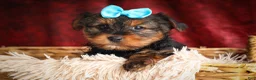 Yorkshire Terrier dogs for sale: DEXTER - Ad 11