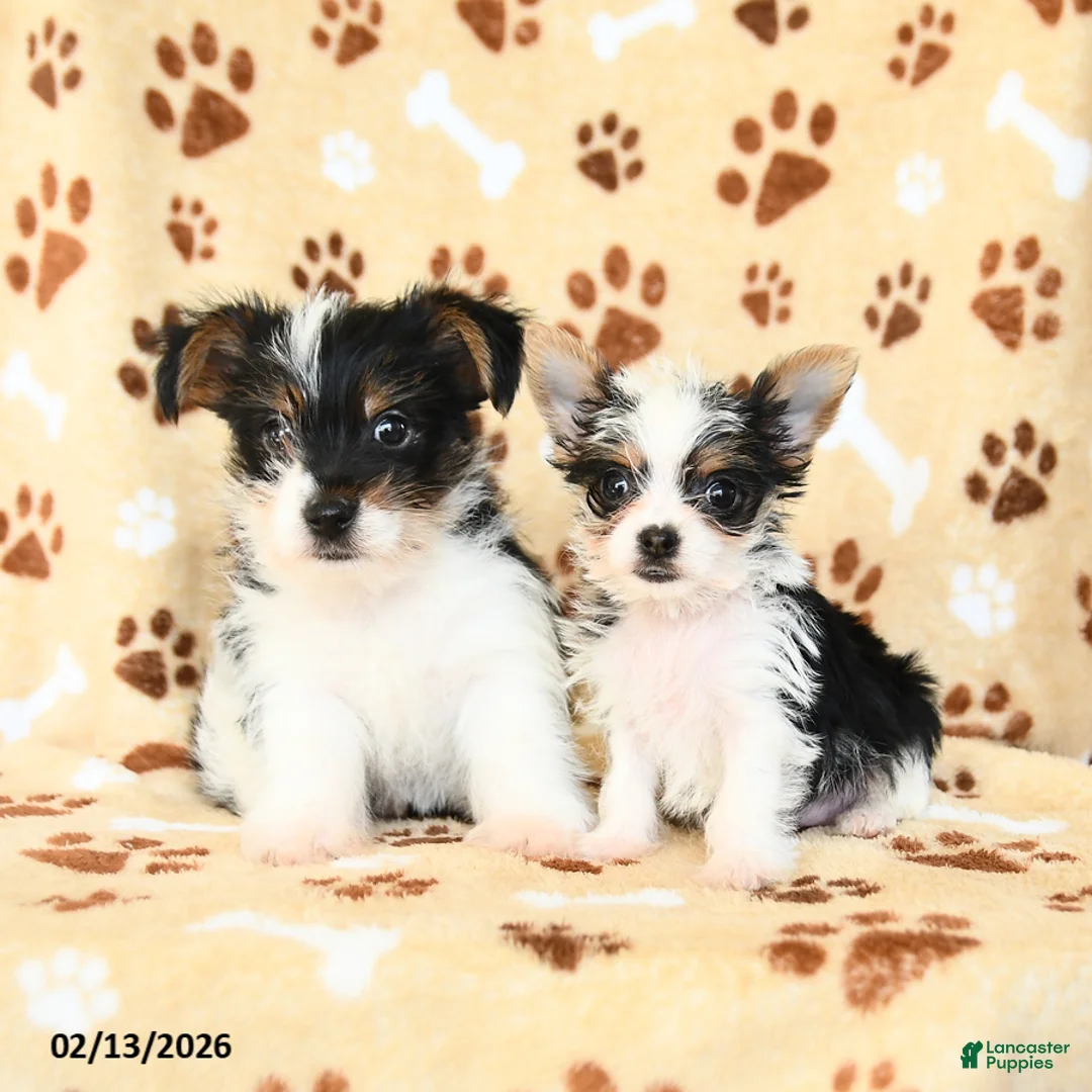 Yorkshire Terrier dogs for sale: Lucy - Ad 5