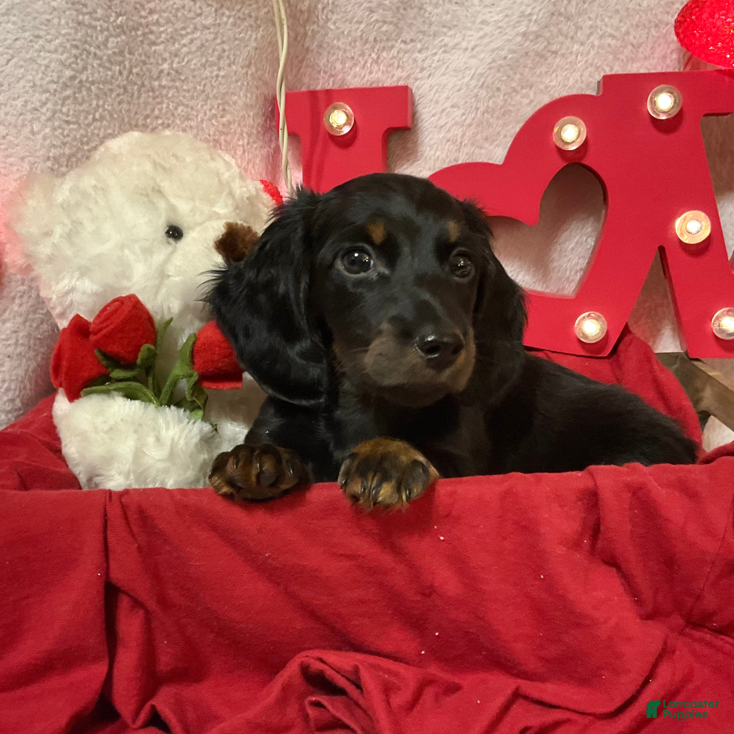 Miniature Dachshund dogs Leo - Ad 28