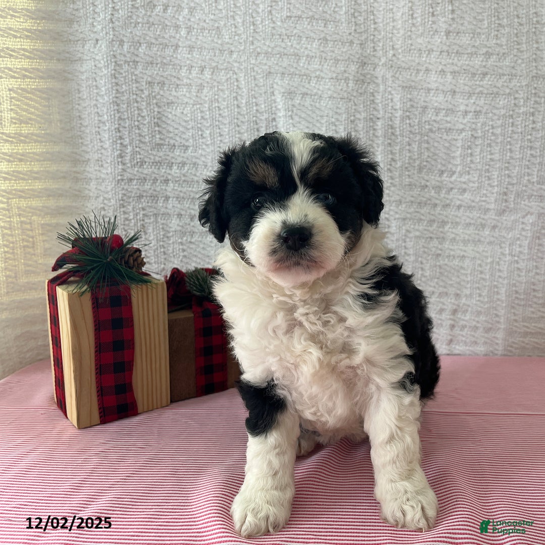 Mini Aussiedoodle dogs for sale: Mia  - Ad 3