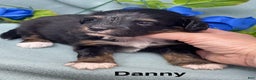 Mixed Breed dogs for sale: Danny - Ad 1
