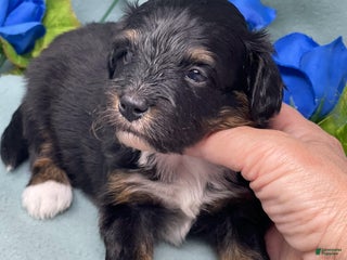 Mixed Breed dogs Danny - Ad 11