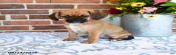 Puggle dogs for sale: Sophy - Ad 3