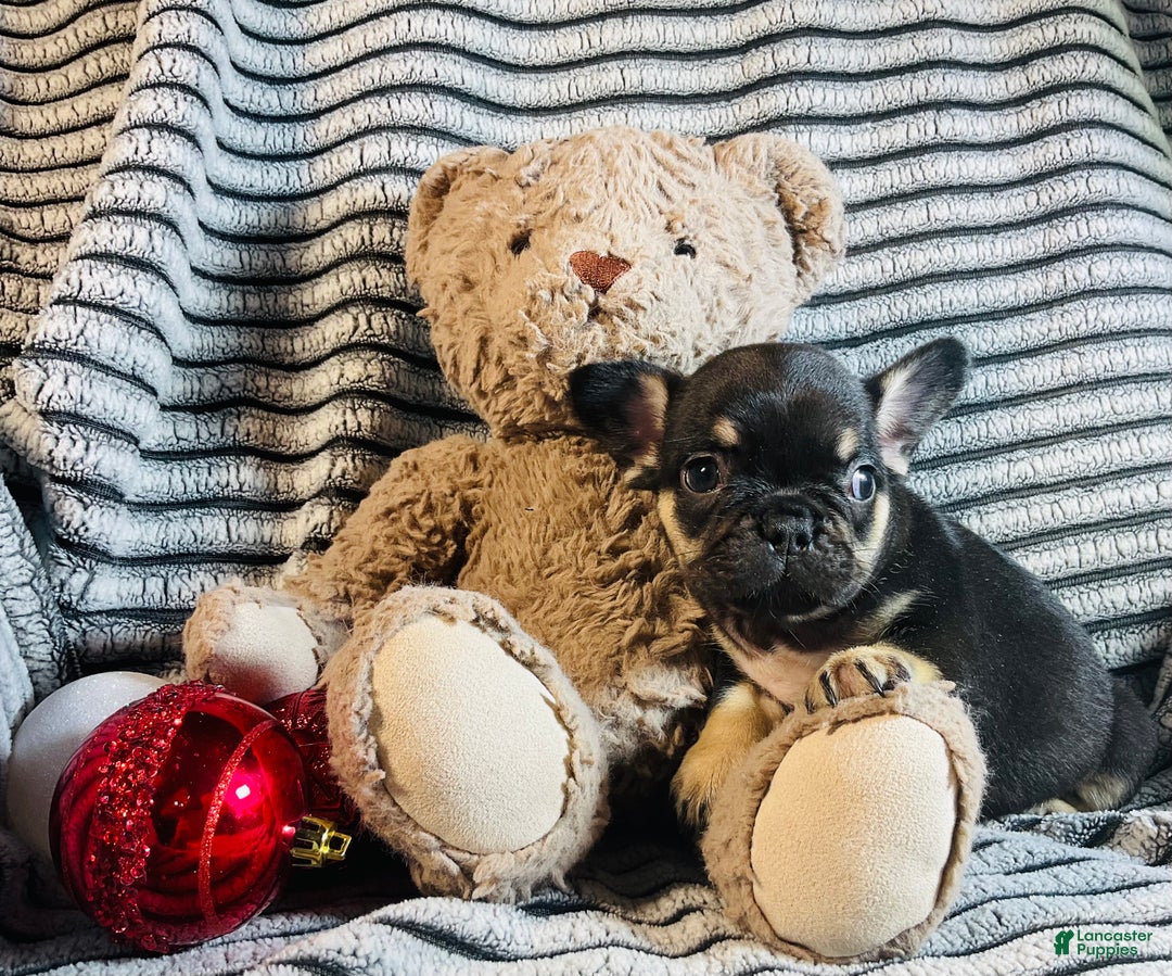 French Bulldog dogs for sale: Chloe  - Ad 3