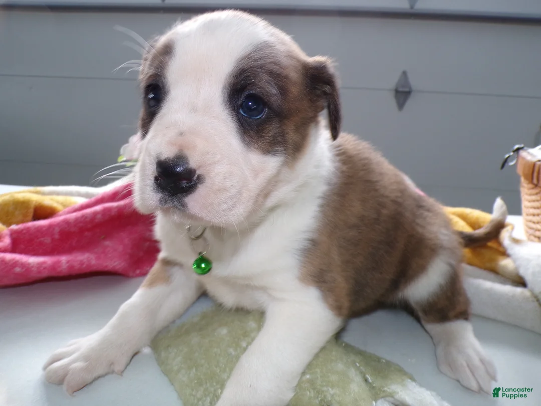 Boxer dogs for sale: Boxer Puppy 2 Buster - Ad 1