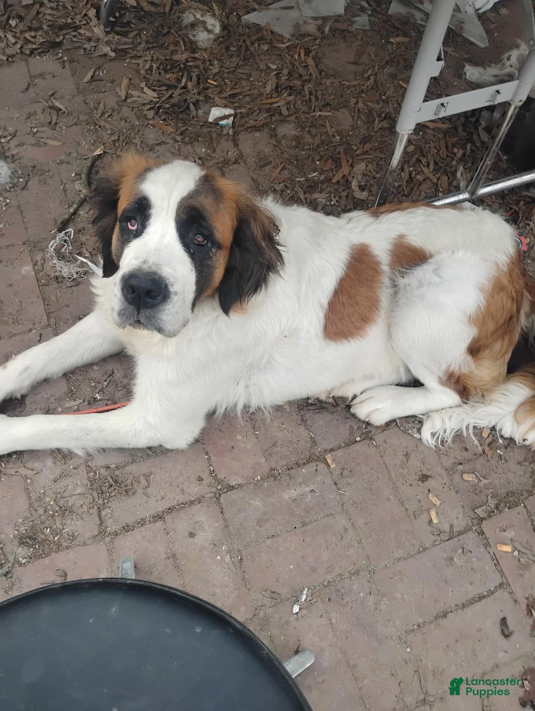 Saint Bernard dogs for sale: Saint Bernard 4 GIRL - Ad 4
