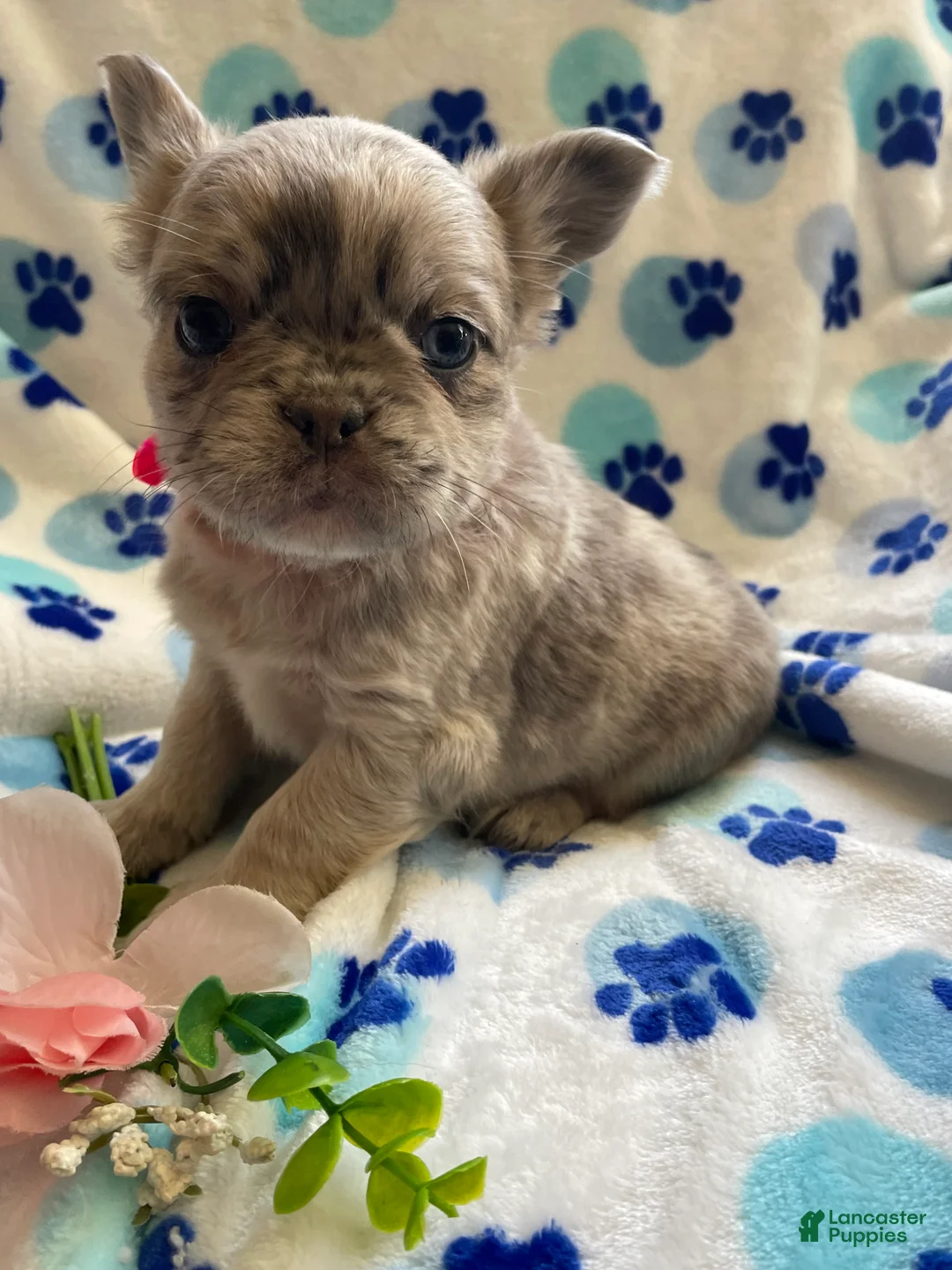 French Bulldog dogs for sale: Zoey LONG HAIRED - Ad 4