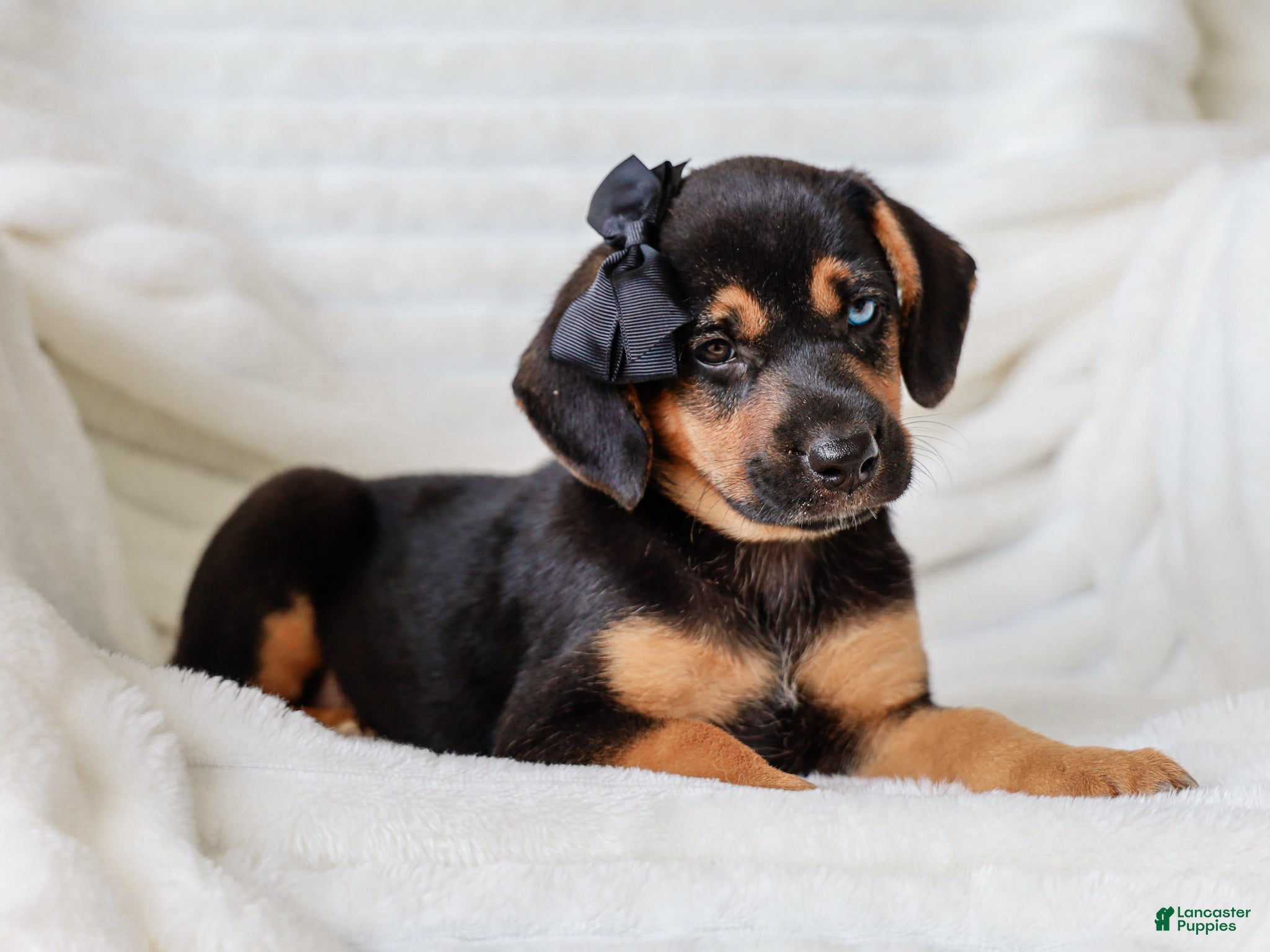 Mixed Breed dogs Arlo Beagle Mix Puppy - Ad 2