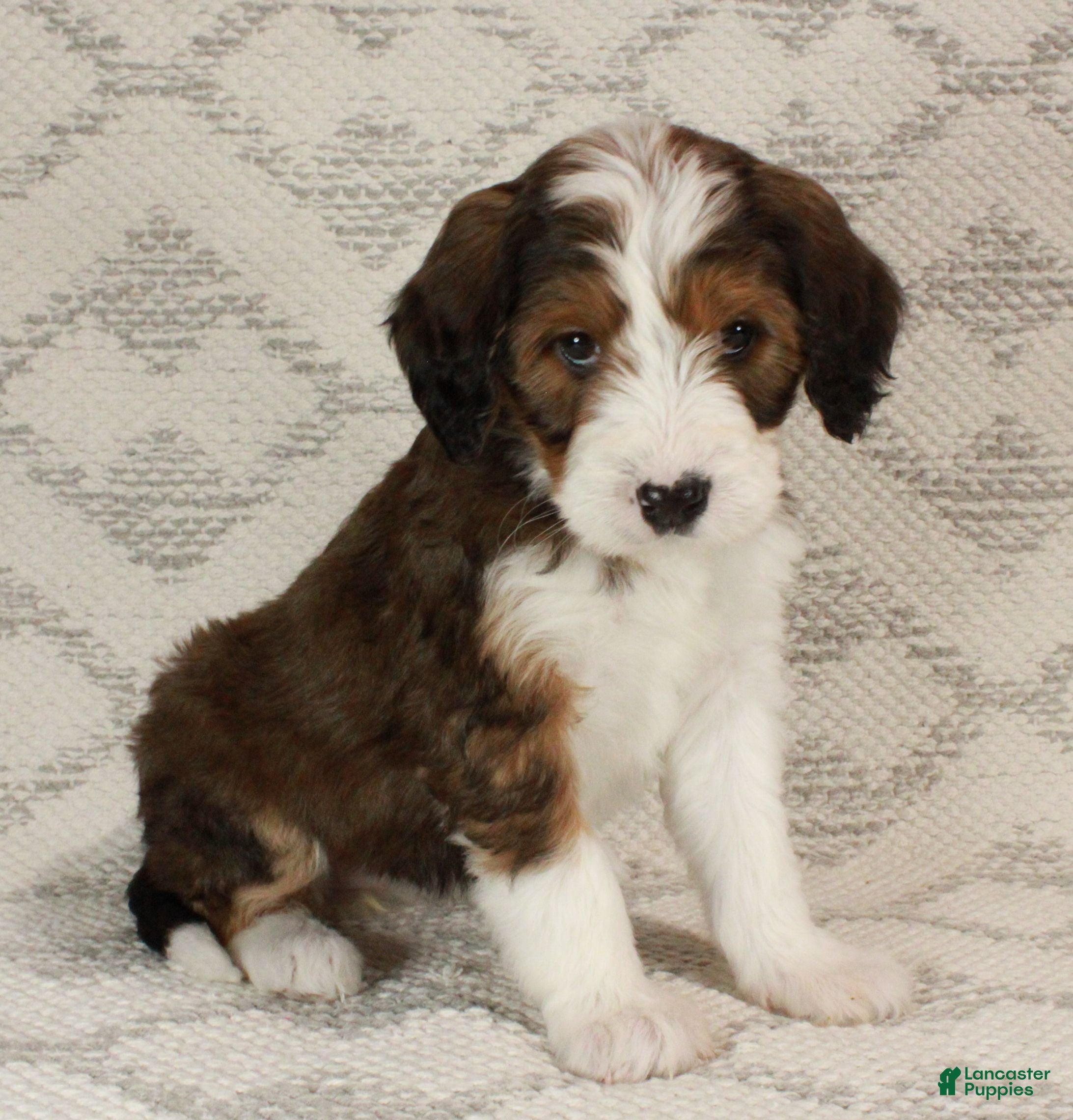 Bernedoodle dogs Willow  - Ad 40