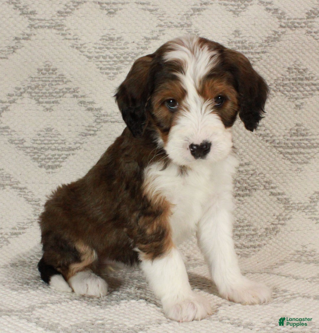 Bernedoodle dogs for sale: Willow  - Ad 1
