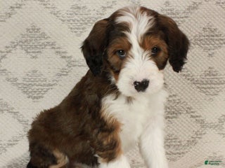 Bernedoodle dogs Willow - Ad 40
