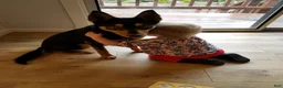 Australian Kelpie dogs for sale: Australian Kelpie 1/4 Mcnab Border Collie - Ad 15