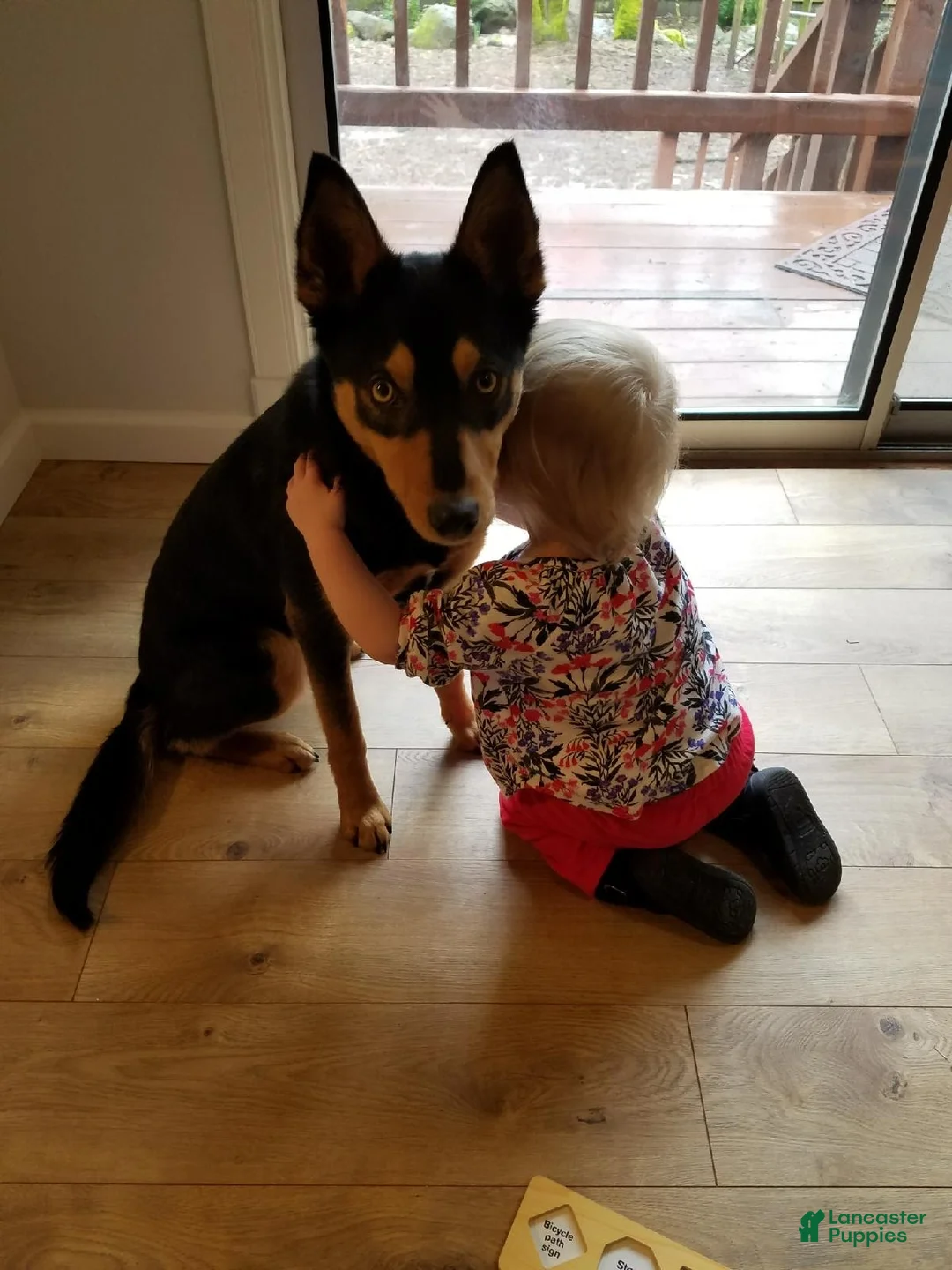Australian Kelpie dogs for sale: Australian Kelpie 1/4 Mcnab Border Collie - Ad 15