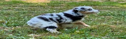Miniature Australian Shepherd dogs for sale: Princess - Ad 6