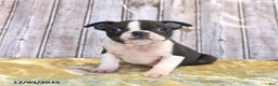 Boston Terrier dogs for sale: Roscoe - Ad 9