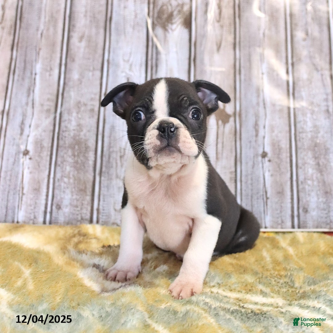 Boston Terrier dogs for sale: Roscoe - Ad 9