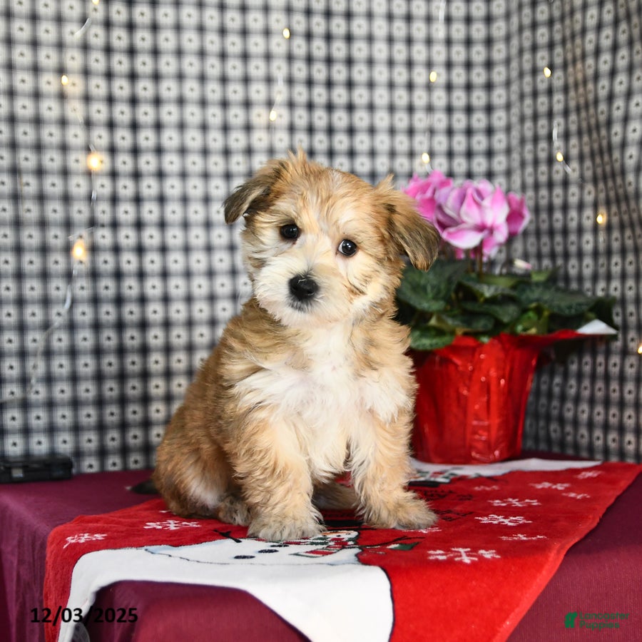 Morkie dogs Teddy Bear - Ad 26