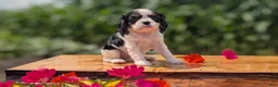Cavalier King Charles Spaniel dogs for sale: Iris - Ad 5