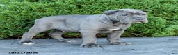 Cane Corso dogs for sale: Leopold - Ad 4