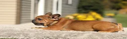 French Bulldog dogs for sale: Otto – Fawn Brindle - Ad 13