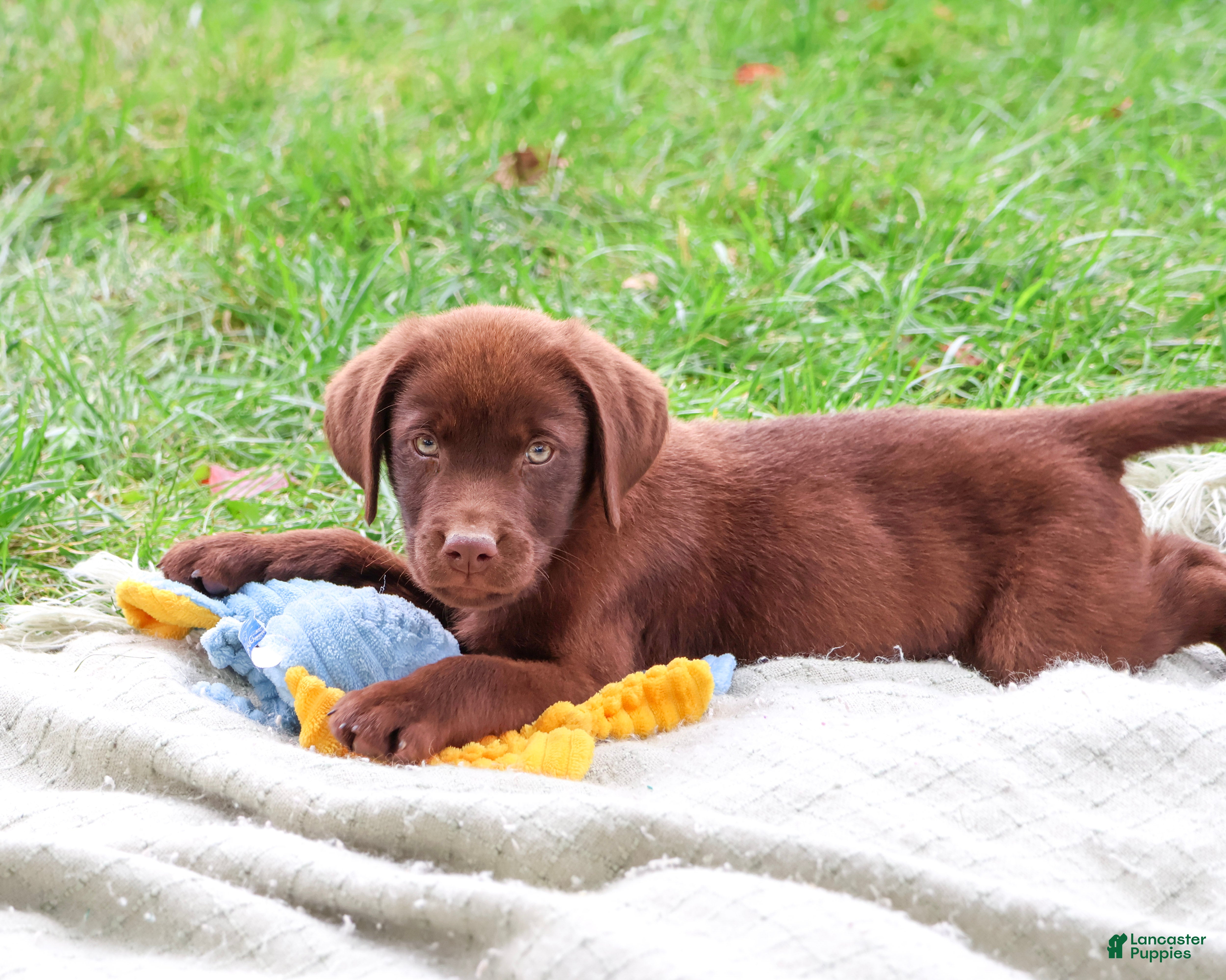 Labrador Retriever dogs Heath - Ad 1