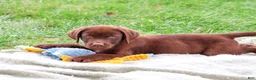 Labrador Retriever dogs for sale: Heath - Ad 1